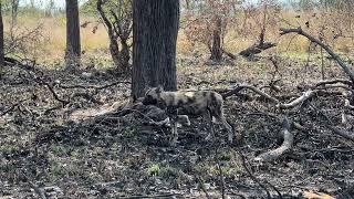 WILD DOGS at the Kruger National Park