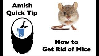 Amish Quick Tip - How to Get Rid of Mice.