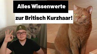 Britisch Kurzhaar Katze - Alles zur Haltung, Wesen und Kosten