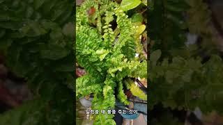 보스턴고사리 키우기 핵심 정리!! #shorts