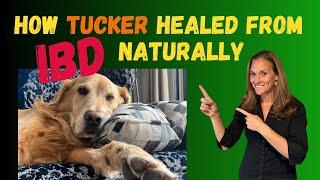 How this pet parent healed her dog’s IBD naturally - Holistic Vet Advice