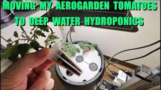 HOW TO MOVE TOMATOES FROM AEROGARDEN TO BLACK MAGIC GROW PAIL