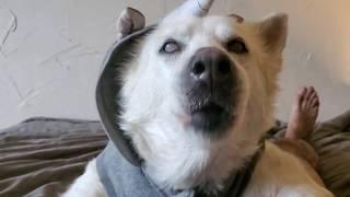 Guess who's back | Blind Husky Ivy dresses up and shares her thoughts