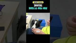 강아지도 운동해야 건강해져요