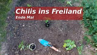 Chilis ins Freiland setzen: Carolina Reaper, DeCayenne und Jalapeno