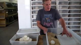 Dwarf Burmese Pythons With Eggs