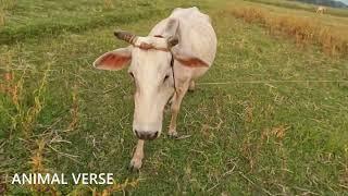 White Cow Fight Animal Verse