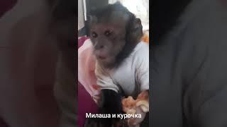 #homezoo #monkey #домашняяобезьяна #обезьяна #капуцин #capuchin