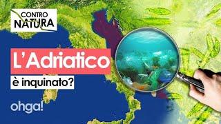 Perché il MARE ADRIATICO è considerato il più SPORCO d’Italia? Facciamo chiarezza