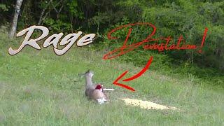 Rage Broadhead Graphic Blood Explosion!  2 Does down!  Barnett Ghost 410 Crossbow!