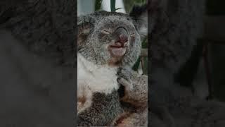 Cuteness Overload: Adorable Koalas in Action!