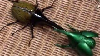 Hercules Beetle- 1 VS 5 -कौन जीतेगा who is gonna win?#shorts #amazing #facts #insects #beetles