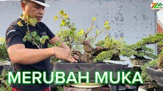 #PART 3 AKTIFITAS PAGI  PRUNING WARU