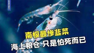 注定被吃的南极磷虾,其实也有自己的梦想！【科普任意门】