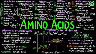 Amino Acids | Macromolecules 01 | Biochemistry | PP Notes | Lehninger 6E Ch. 3.1