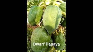 # Dwarf Papaya & Leaves for increasing Blood Platelets