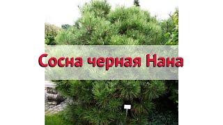 Сосна черная Нана (nana)  Обзор: посадка и уход. крупномеры сосны Нана: описание и особенности