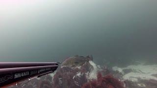 Spearfishing Stord october 2015.