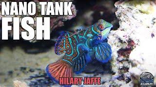 FISH For A 20-Gallon NANO Reef Tank! - Hilary Jaffe