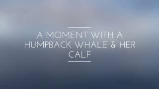 An amazing moment with a Humpback whale & her calf off Maui