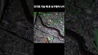 2년동안 찾아헤맨 능구렁이 모음.