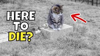 Do Cats Run Away From Home to Die? The Disturbing Truth