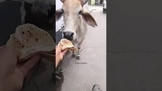 #animals #reels #helping #cowvideos #cow #smarthelping