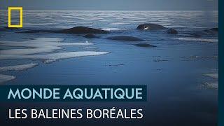 Ces baleines boréales sont les dernières du Spitzberg