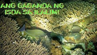 EP 86: NIGHT SPEARFISHING PHILIPPINES | BAGONG LUGAR BAGONG KUHA SAKTONG PAGPAPALA | SISIDBIRI