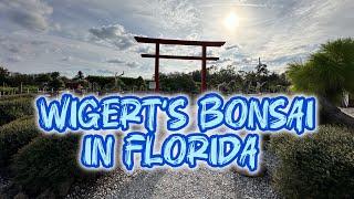 Explore the BEAUTIFUL Wigert’s Bonsai Nursery in Florida!