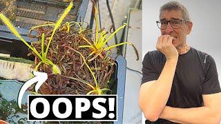 Repotting DROSERA Capensis (Sundews) | 'Cos I FORGOT to WATER them!