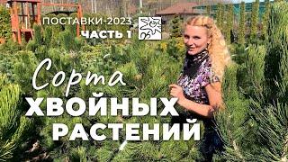 Хвойные растения в "Ромашкино Парк" #1