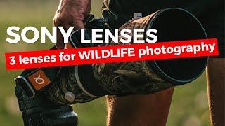 3 Great SONY lenses for Wildlife Photographers