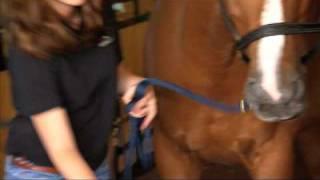 Cross Tie Safety For Horses