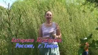 Купить черенки сортовой ивы. Лозоплетение. Плетение из лозы. Тверская ива Катерины Бочкарёвой.