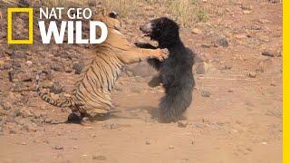 Mother Bear Fights Tiger to Save Her Cub in Dramatic Video | Nat Geo Wild