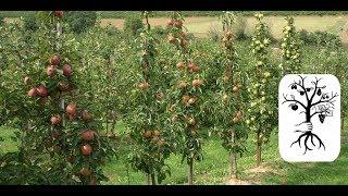 This is what you should know about columnar trees! Slender apples, cherries, apricots and plums