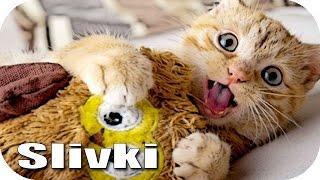 ЛУЧШИЕ ПРИКОЛЫ #254
