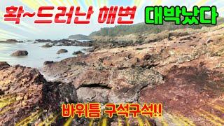 물빠진 항구 방파제 옆 돌틈사이 온갖 고급안주 잔뜩!