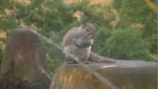 Our cheeky  Grey Squirrel