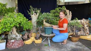 Bằng Lăng, Dương Liễu và các loại mini bonsai shop Thúy An 02/4/21