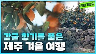 감귤 향기를 품은 제주 겨울 여행 | 테마기행길