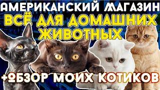 Обзор моих котиков + американский магазин "Всё для домашних животных"