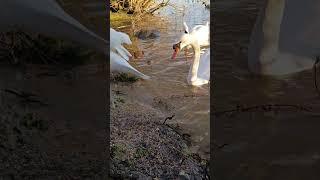 Swan Feeding Up Close – A Beautiful Wildlife Encounter "