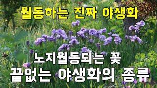 노지월동되는 꽃, 끝없는 야생화의 종류 - 여주자연농원