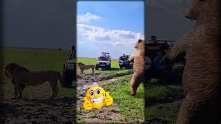 Lion vs Grizzly Bear • AR overlay in the wild Mara