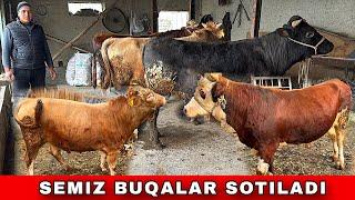 SEMIZ SHVES BUQALAR SOTILADI