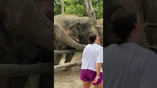Elephant Freedom: Elephant Happiness [Ethical Elephant Tourism] Elephant Rehabilitation