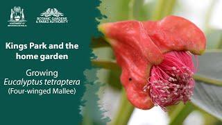 Kings Park in your Garden:  Four-winged Mallee