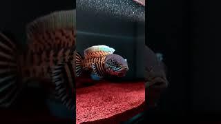 Monster aquarium  || AurantiMaculata #short #shorts #shortvideo #shortsvideo #channa